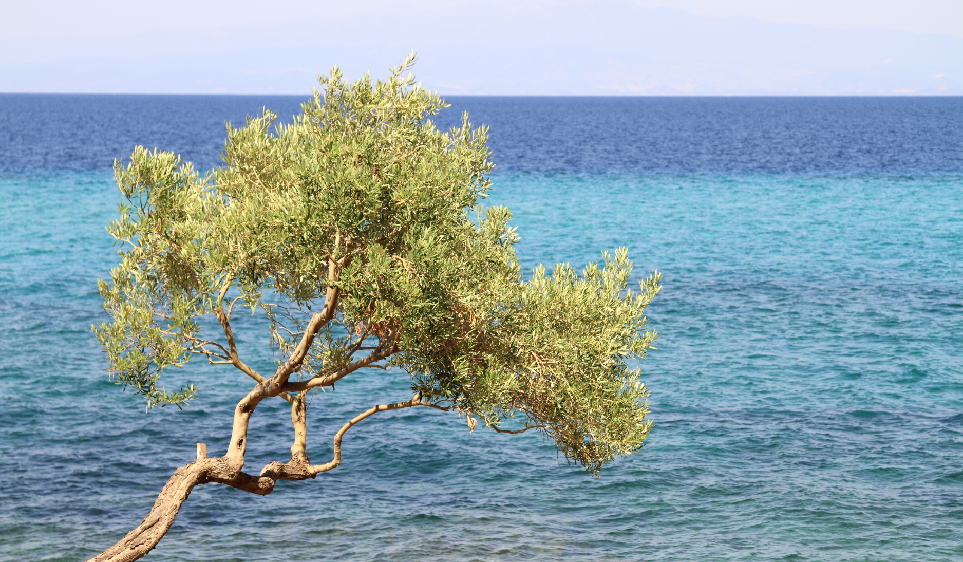 Olivenbaum Griechenland